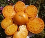10 семян томата Большой оранжевый №11 сорт индетерминантный, среднеспелый ,оранжевый