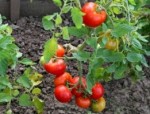 10 семян томата Казацкий №38 сорт детерминантный, среднеспелый, красный