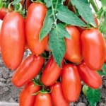 10 семян томата Кибиц №41 сорт детерминантный, среднеспелый, красный
