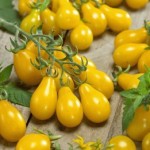 10 семян томата Медовая капля №51 сорт индетерминантный, среднеспелый, желтый