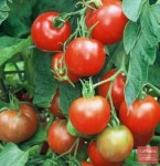 10 семян томата Моравское чудо №54 сорт индетерминантный, раннеспелый, красный