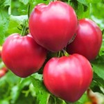 10 семян томата сорт Бычье Сердце №133 розовый, детерминантный , сердцевидный