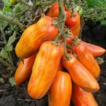 10 семян томата Перцевидный полосатый №62 детерминантный, среднеспелый, красный сливка