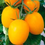 10 семян томата сорт Де Барао Золотой № 202  среднеспелый, индетерминантный, желтый, сливка