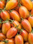 10 семян томата Румянец №71 индетерминантный, раннеспелый,желтый со штрихами