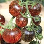 10 семян томата Темная галактика №79 сорт детерминантный, среднеспелый, черный