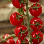 10 семян томата сорт Эльф F1 №227  индетерминантный,  среднеспелый, красный