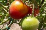10 семян томата Шахерезада №84 сорт детерминантный, среднеспелый, красный