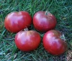 10 семян томата Темный бренди №112 /220  индетерминантный, среднеспелый, черный черри