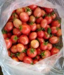 10 семян томата Улыбка Розы №113 детерминантный, раннеспелый, розовый черри
