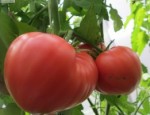10 семян томата Ширли сердцевидный №119 сорт индетерминантный, среднеспелый, розовый