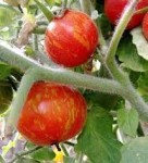 10 семян томата Эльберта персиковая №122 сорт индетерминантный, среднеспелый,красный с полосами