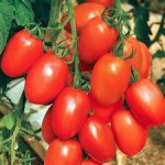 10 семян Томат Де Барао красный № 137  среднеспелый, индетерминантный, сливка