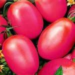 10 семян Томат Де Барао Розовый № 138  среднепоздний, индетерминантный, сливка