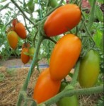 10 семян томата сорт Золотое руно  раннеспелый,оранжевый,детер