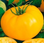 10 семян томата сорт Илья Муромец № 141  среднеспелый, индетерминантный ,желтый