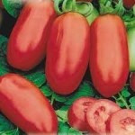 10 семян томата сорт Челнок № 153  раннеспелый, детерминантный, сливка