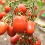 10 семян томата сорт Аделина №192 среднеспелый, детер, красн сливка