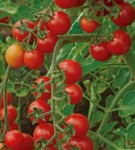 10 семян томата сорт Дюймовочка №191/224  индетерминантный, черри, раннеспелый, красный