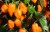 10     Habanero orange 15 c  400000  