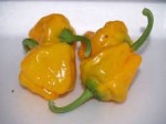 10       (Jamaican Yellow Hot pepper) 53 c  150000  
