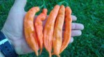 10    Bolivian Orange 59 c  10000  