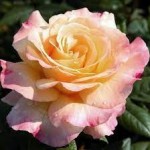 Роза Акварель чайно-гибридная желтая до 60-90 см аромат очень сильный
