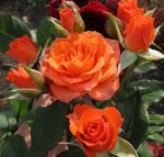 Роза Алегрия   спрей оранжевая до 60 см аромат слабый