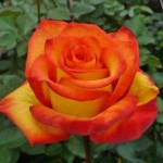 Роза Альсмергольд чайно-гибридная  желто-оранжевая до 110-130 см аромат слабый