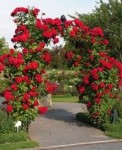 Роза Амадеус плетистая  красная до 200-250 см аромат слабый