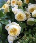 Роза Амнести интернешнл плетистая  желтая до 250-300 см аромат сильный