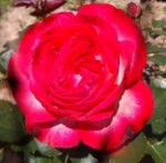 Роза Антик 89  плетистая  малиновая до 250-300 см аромат слабый