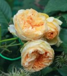Роза Априкот скай плетистая  персиковая до 200-300 см аромат слабый