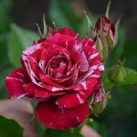 Роза Ароу Фолиес спрей вишневая пестрая до 60-80 см аромат слабый