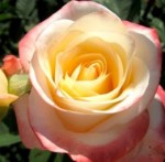 Роза Белла Перл чайно-гибридная кремово-розовая до 100-120 см аромат слабый