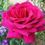 Роза Биг Перпел чайно-гибридная малиновая до 150-180 см аромат сильный