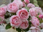 Роза Бийе Ду плетистая  нежно розовая до 250-300 см аромат сильный