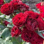 Роза Блек джек спрей бордовая до 60 см аромат нет