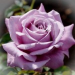 Роза Блю парфюм чайно-гибридная пурпурно-лавандовая до 70-90 см аромат очень сильный