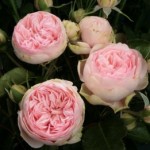 Роза Брайдал пиано чайно-гибридная пион  розовая до 100-120 см аромат слабый