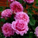 Роза Бьенвеню плетистая  розовая до 200-300 см аромат сильный