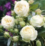 Роза Вайт пиано чайно-гибридная пион  белая до 70-120 см аромат сильный