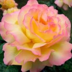 Роза Глория дэй чайно-гибридная розово-желтая до 100-150 см аромат сильный