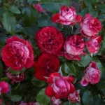 Роза Гранатовый Браслет миниатюрная  красная до 35 см аромат слабый