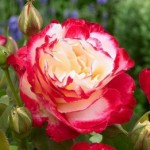 Роза Дабл Дилайт чайно-гибридная бело-бордовая до 90-120 см аромат очень сильный