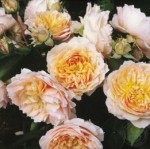 Роза Джинжер Силлабаб плетистая  абрикосовая до 200-250 см аромат сильный