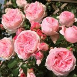 Роза Джардина плетистая  розовая до 200-300 см аромат сильный