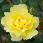 Роза Золотые ливни Голден Шауэрс плетистая  желтая до 250-300 см аромат средний