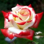 Роза Императрица Фарах чайно-гибридная белая с малиновым до 100-125 см аромат средний