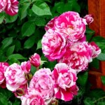 Роза Инес састр плетистая  красно-сиреневая пестрая до 150-200 см аромат сильный